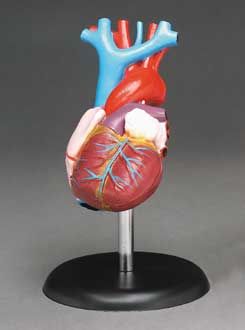 life-size-model-heart-is-a-great-learning-tool-49.png