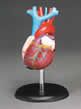 life-size-model-heart-is-a-great-learning-tool-53.png