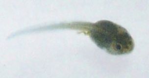 live-replacement-tadpoles-for-planet-frog-grow-a-frog-toys-30.png