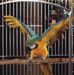 Parrot Bird Cage