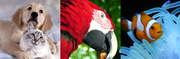 Pet Toys & Supplies