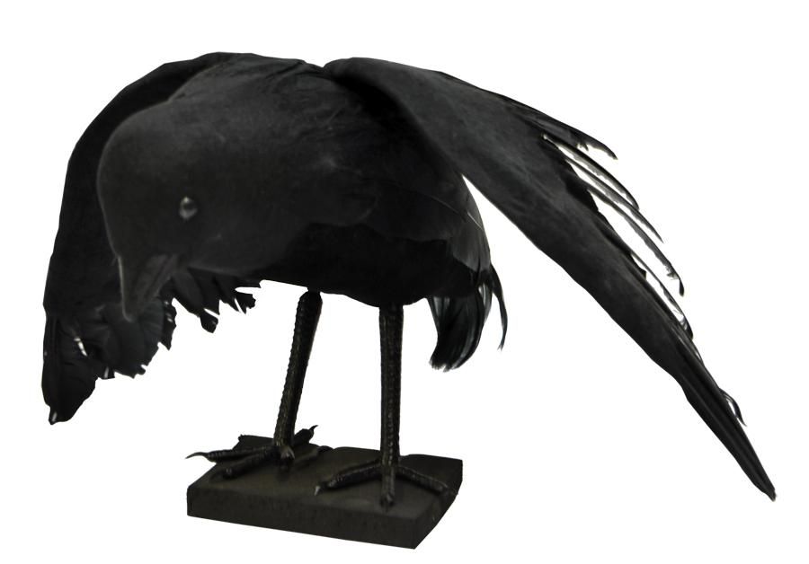 raven-33.png