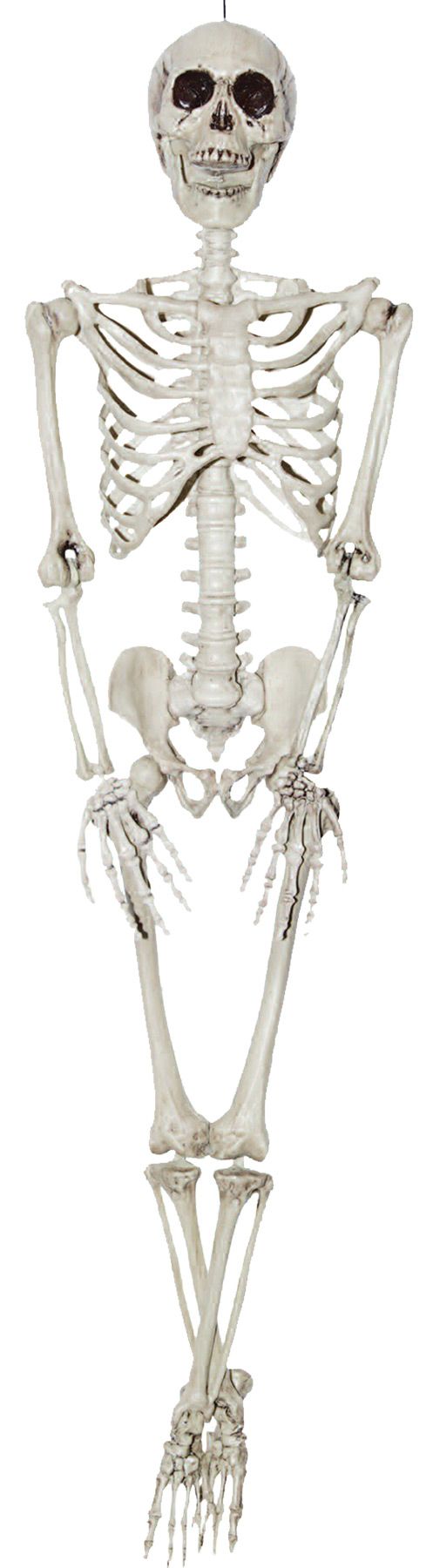 skeleton-36-inches-costume-20.png