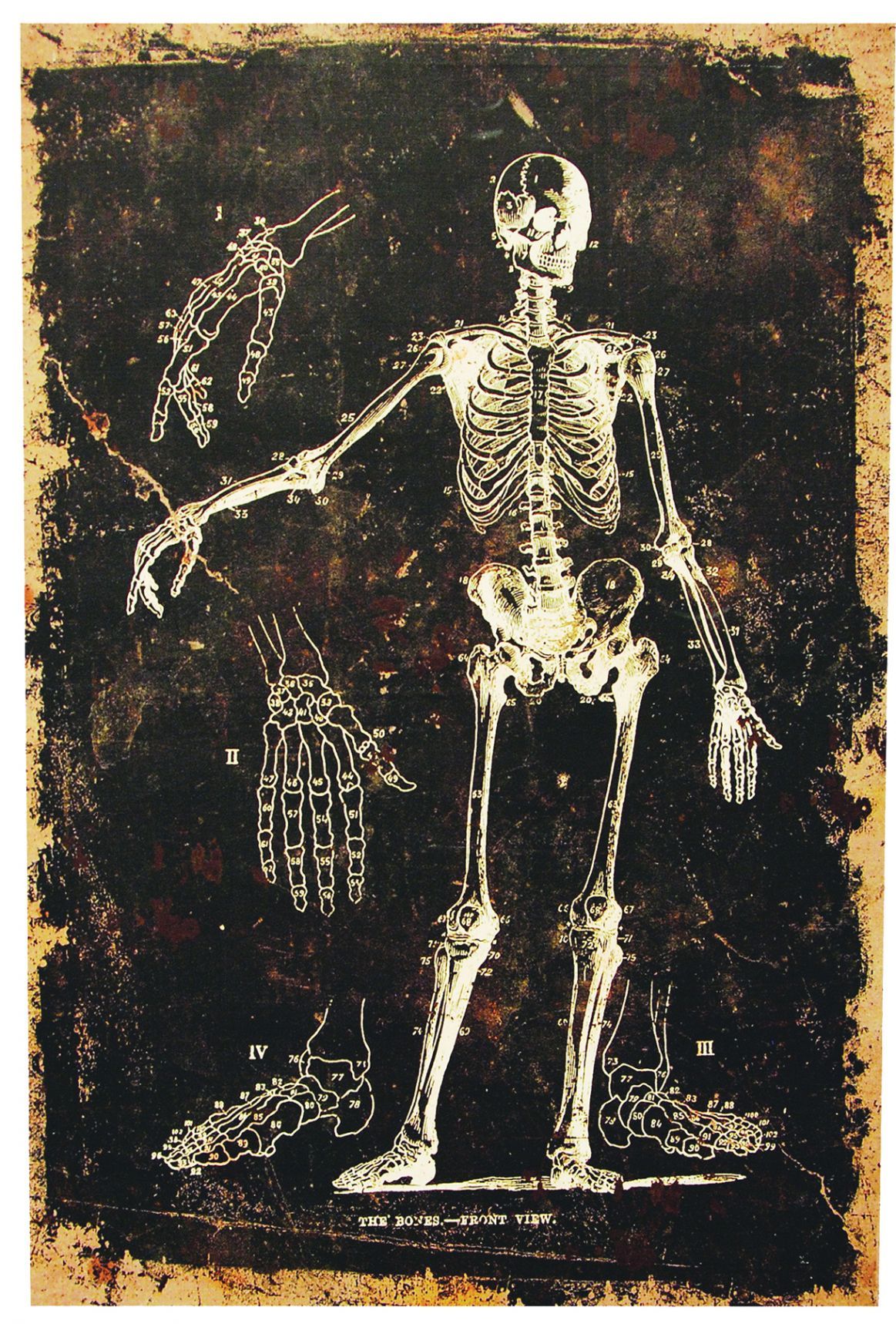 skeleton-canvas-w-o-frame-costume-30.png