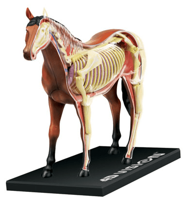 skilcraft-visible-horse-see-through-anatomy-model-kit-by-55.png