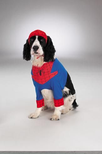 spiderman-dog-large-35.png