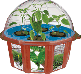 sweet-peppers-hydro-dome-refill-pack-41.png