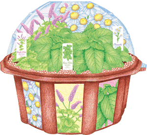 tea-house-grow-dome-terrarium-w-3-tea-making-plants-is-great-for-kids-38.png