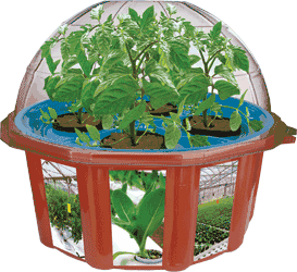 tomato-hydro-dome-refill-pack-41.png